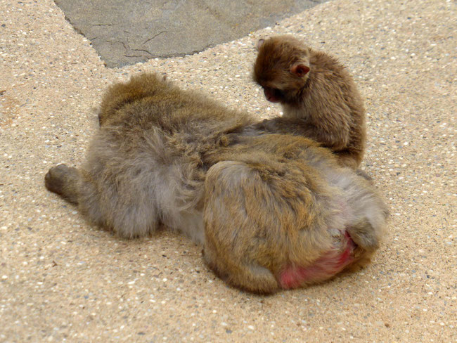 A young monkey grooming an adult