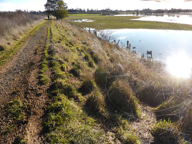 The path on a raised levee at Brickendon Estate