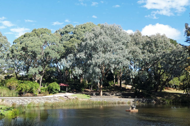 blue gums in the Orange Botanic Gardens 