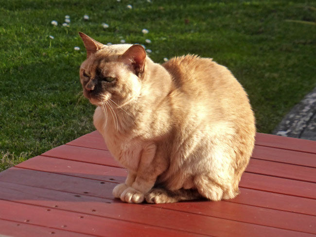 Gwen the cat