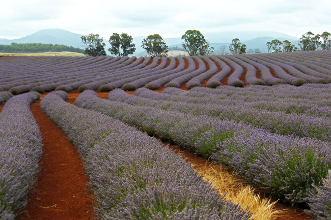 Lavender rows and hills