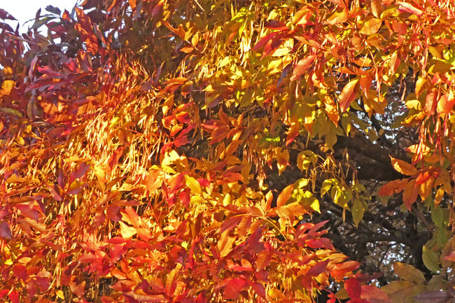 an explosion of colourful leaves