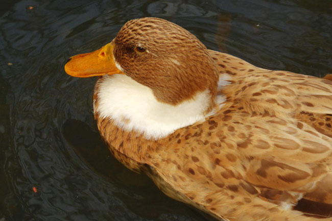 A Punchbowl Reserve duck