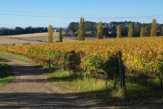 vineyards at Ross Hill Wines