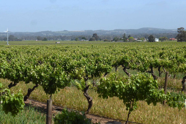 Vineyards adjacent to the markets 