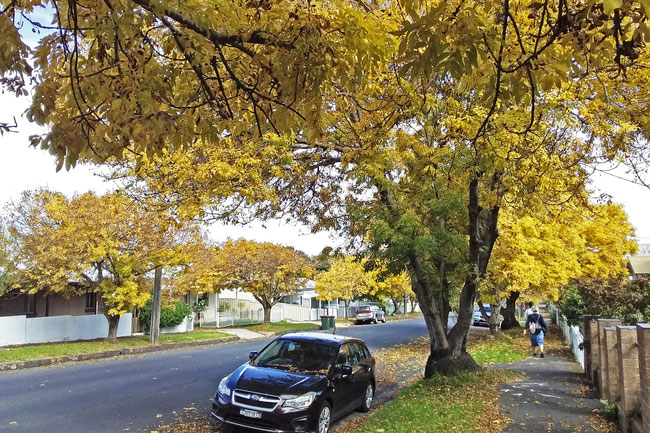 Golden ashes on William Street, Orange