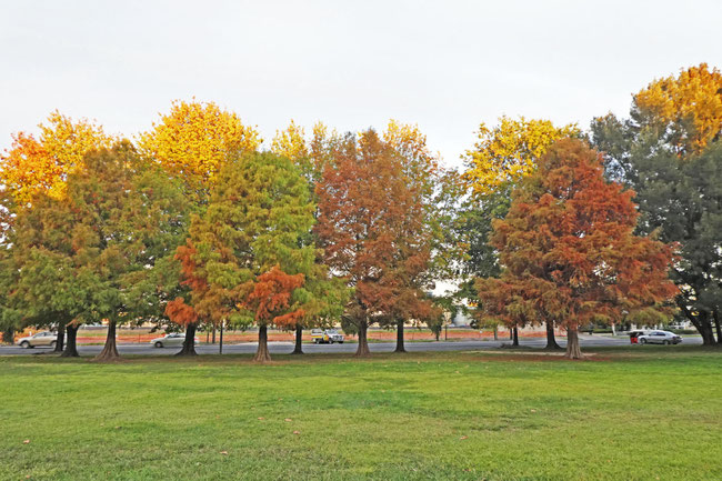 Northcourt area trees in the late afternoon sun