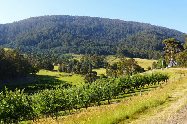 Buzzietop and apple orchards