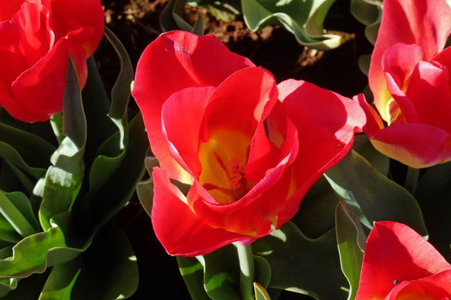 Red and yellow tulip flowers