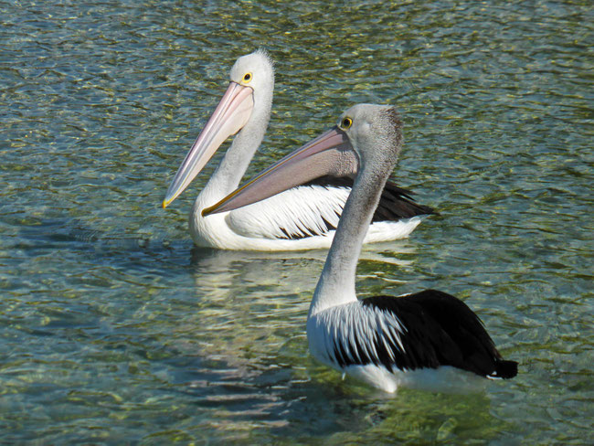 Pelicans 