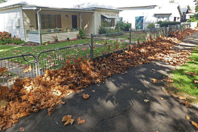 Plane tree leaves piled up against a fence