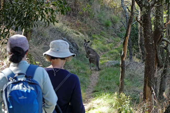 An eastern grey kangaroo on Mount Canobolas 