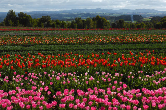 Tulips and hills