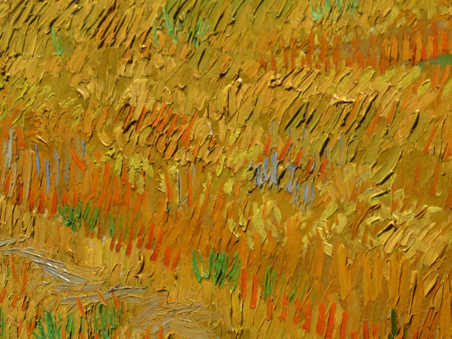 Wheatfield – close-up