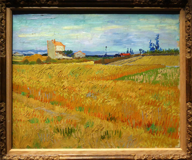 Wheatfield