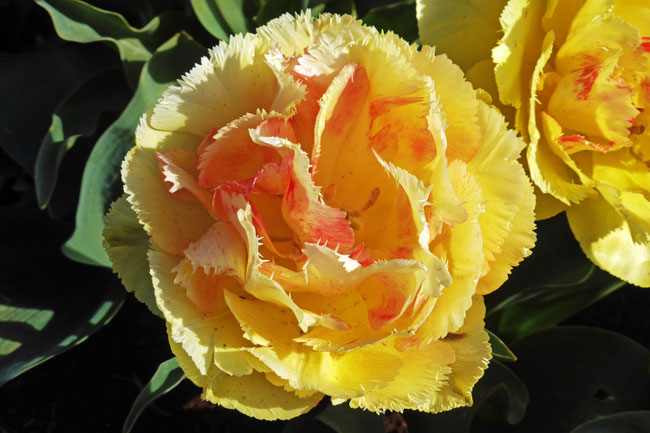 Yellow raggedy tulip flower