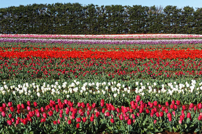 Tulips and Cyprus trees
