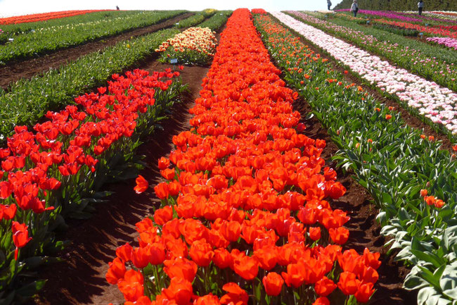 Tulip rows