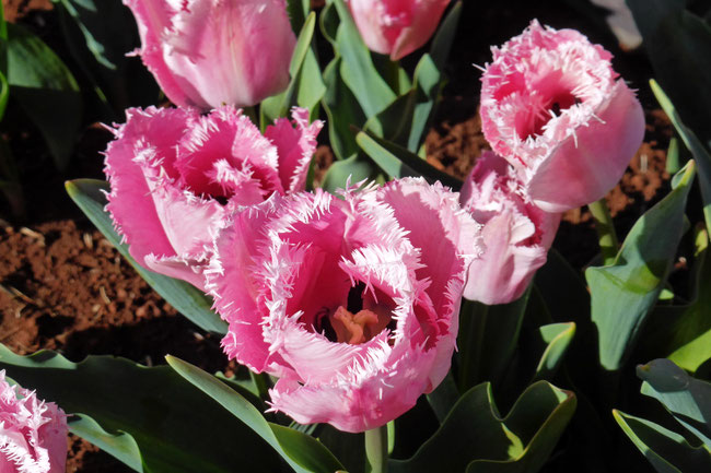 Pink raggedy tulip flowers