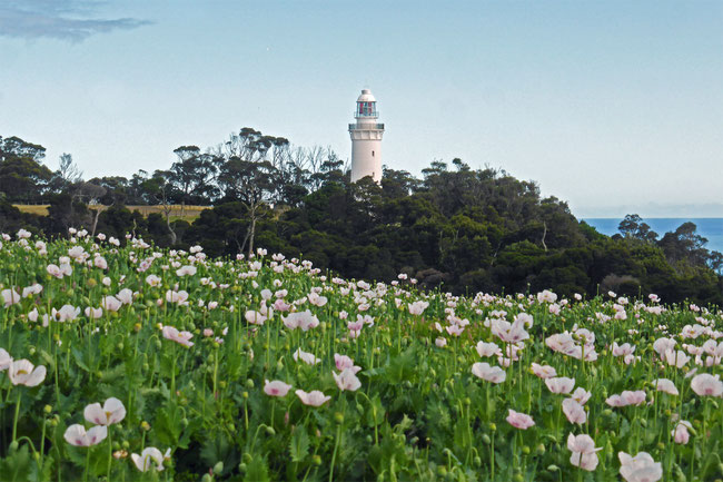 Table Cape lighthouse and poppies