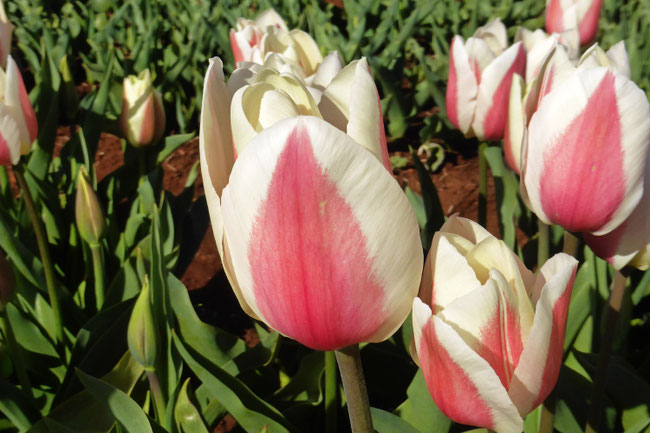 Pink and cream tulip flowers