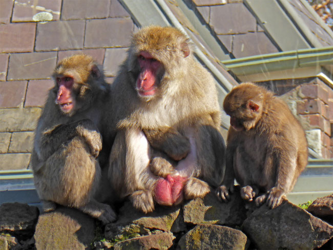 A macaque monkey family