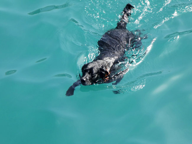 The swimming dog