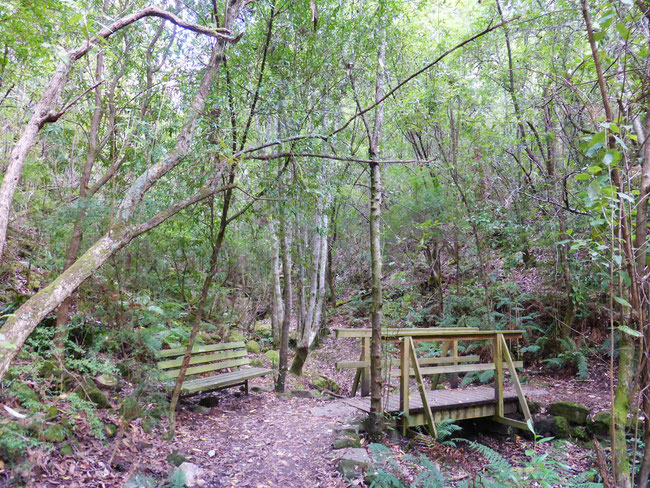 The rainforest gully