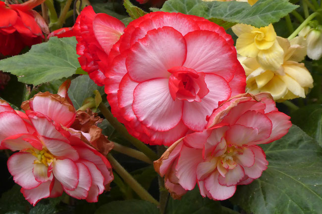 red and pink begonias