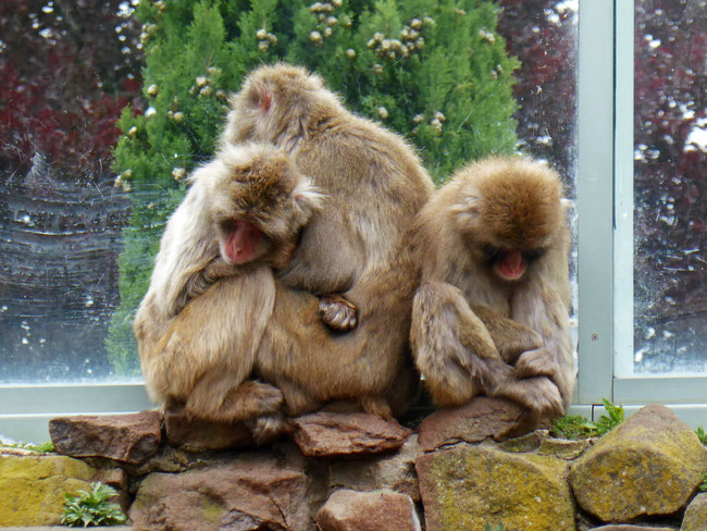 Three snoozing monkeys