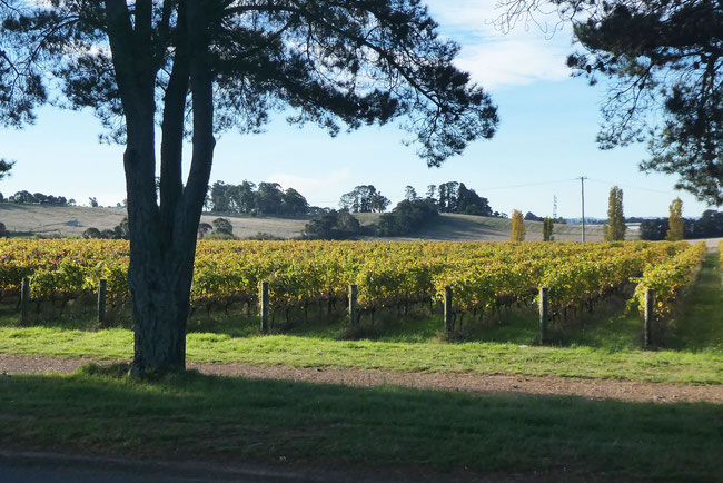 Pinot Gris vineyard at Ross Hill vineyard