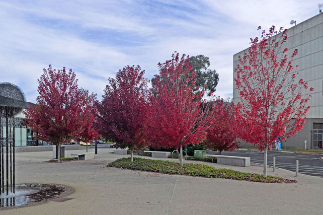 Autumn trees in Southcourt Area