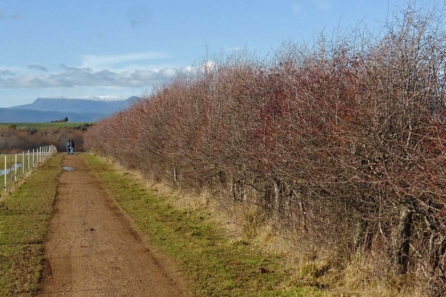 A hawthorn hedgerow at Brickendon