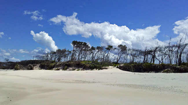 sand dunes with vegetation 