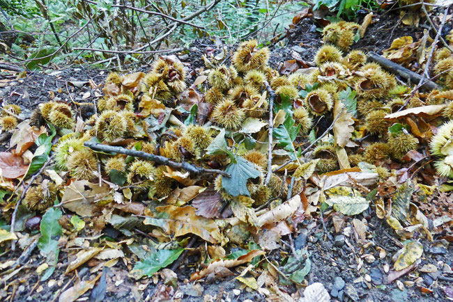 drift of chestnut pods