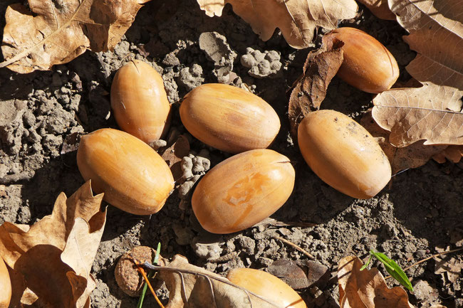 acorns on the footpath in Orange