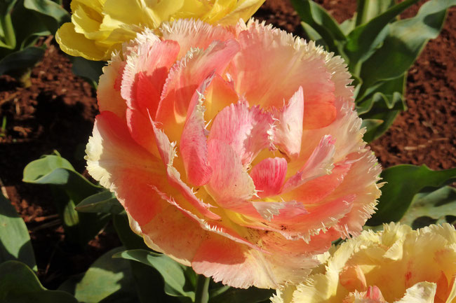 Pink and yellow raggedy tulip flower