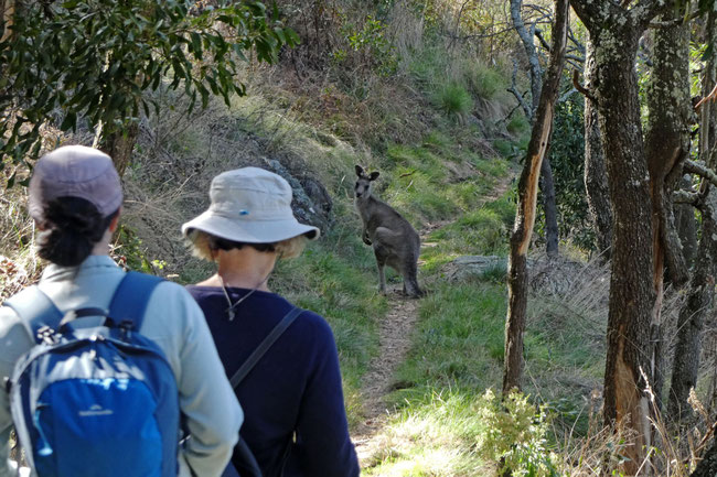 a kangaroo on the Spring Glade track 