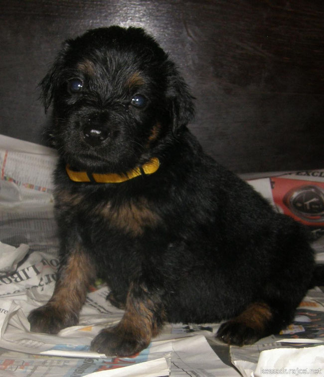 ook Belle was ooit een pup / Belle as a cute little puppy