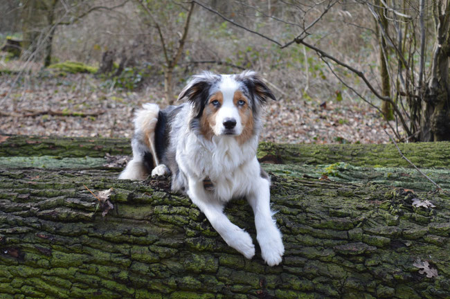 Saphira posiert auf einem Baumstamm