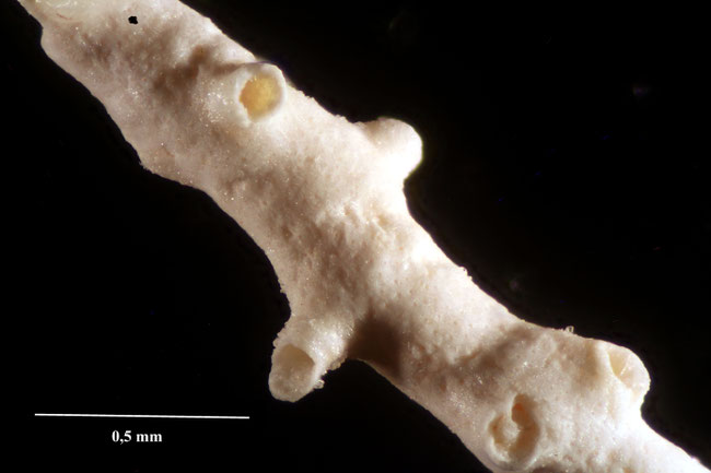 Senckenberg, Bryozoa, Bryozoen, Moostierchen, Sammlung Voigt