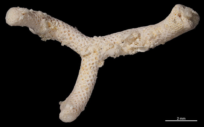 Senckenberg, Bryozoa, Bryozoen, Moostierchen, Sammlung Voigt