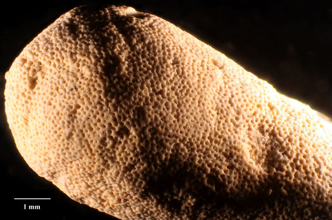 Senckenberg, Bryozoa, Bryozoen, Moostierchen, Sammlung Voigt