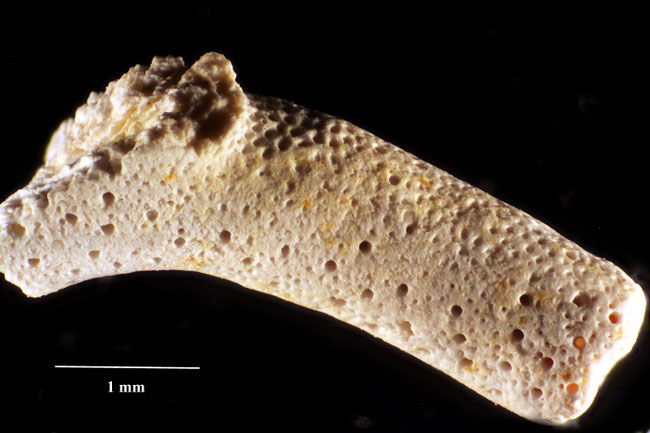 Senckenberg, Bryozoa, Bryozoen, Moostierchen, Sammlung Voigt