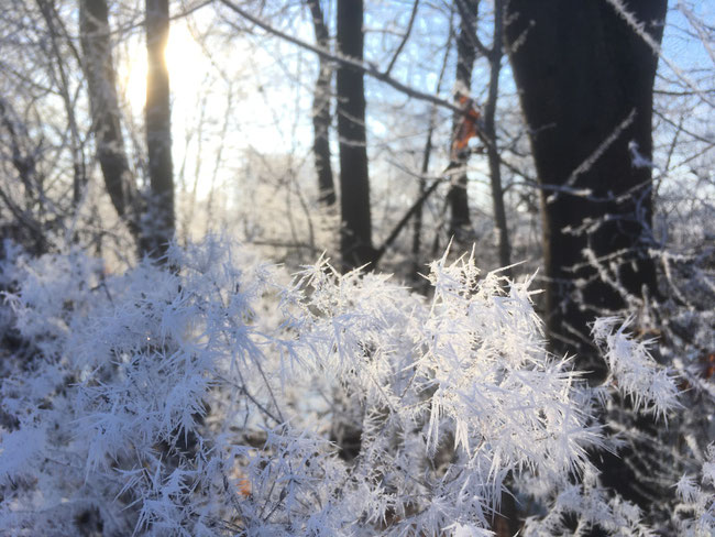 Es war einmal Winter 21/22: Schulgarten und angrenzendes Altwasser halten Winterruhe.