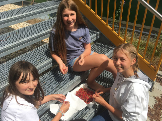 Sommer 2023: Keine Beeren aufgebunden - Unsere Beerenbüsche tragen teilweise schon kräftig!