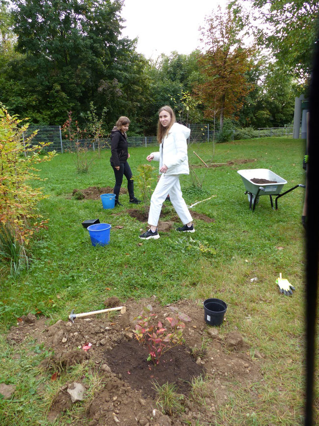 Es war einmal Herbst 21: Pflanzen von Beerensträuchern.