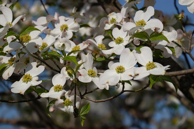 4/25くすのき公園で花散歩