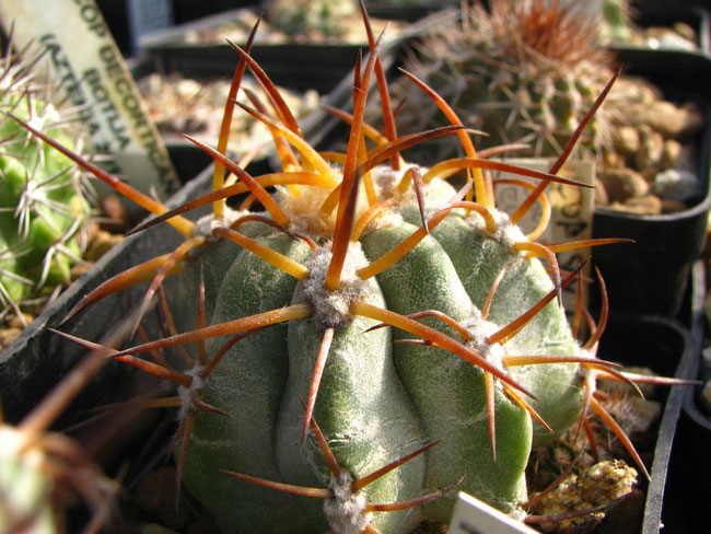 Solaris ch85,El Cobre, pianta seminata dall'amico Stefano Rocca e da me innestata su echinopsis