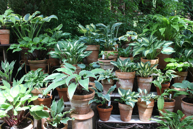 So präsentieren sich die Hosta hübsch dekoriert